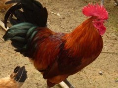 快大型红玉公鸡苗 优质笨鸡苗