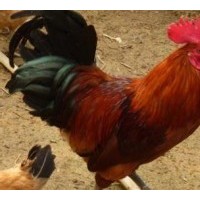 快大型红玉公鸡苗 优质笨鸡苗